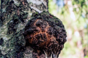Chaga mushroom on the birch trunk outdoors.